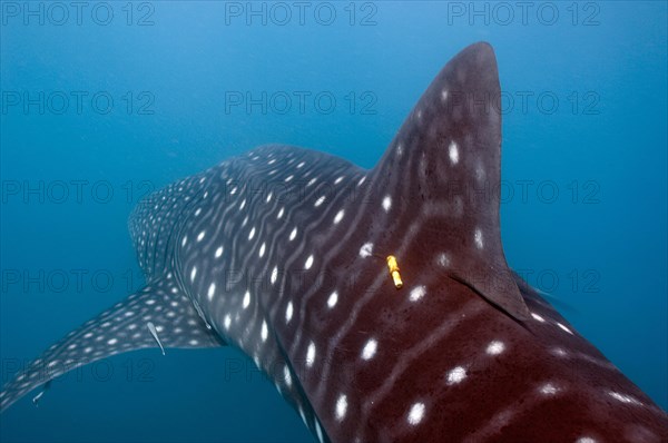 Whale shark (Rhincodon typus) tagged by marine biologist with transmitter on back