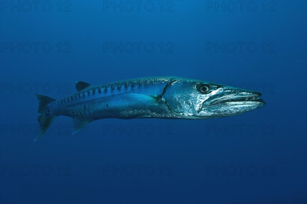 Great barracuda (Sphyraena barracuda)