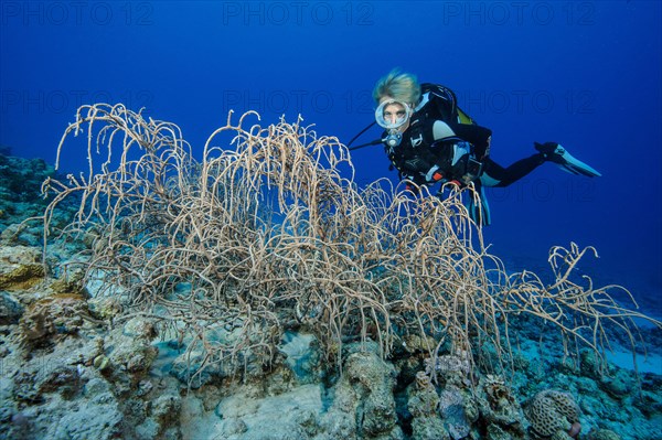 Diver looking at leather corals (Sinularia)