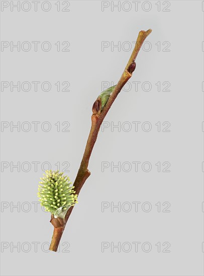 Goat willow (Salix caprea)