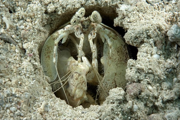 Mantis shrimp (Lysiosquillina glabriuscula) looking out of living cave dwelling in seabed