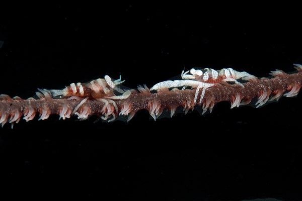 Coral Shrimp (Pontonides ankeri) on Wire Coral (Cirrhipathes anguina)