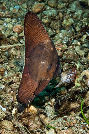 Juvenile form of roundhead batfish (Platax orbicularis) drifting over seabed