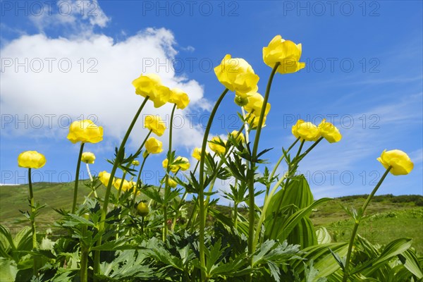 Blooming Globeflowers (Trollius europaeus)