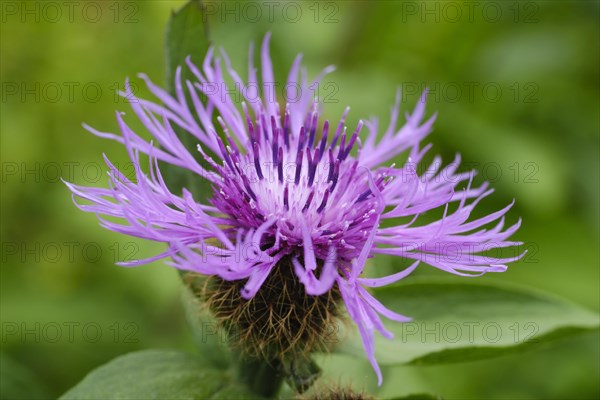 Flower of the perennial cornflower (Centaurea montana)