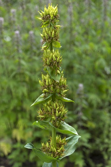 Seed stand of yellow Great yellow gentian (Gentiana lutea)