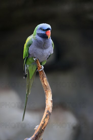 Lord Derby's parakeet (Psittacula derbiana)