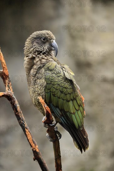 Kea (Nestor notabilis)