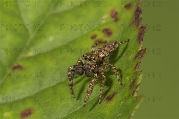 Fencepost jumper (Marpissa muscosa) Male portrait