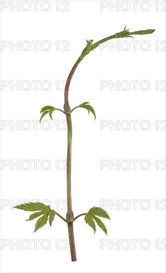 Common hop (Humulus lupulus)