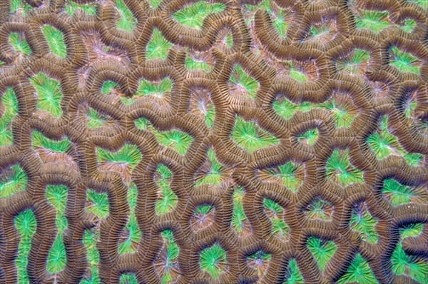 Detail close-up of polyps of Lesser Valley Coral (Favia)