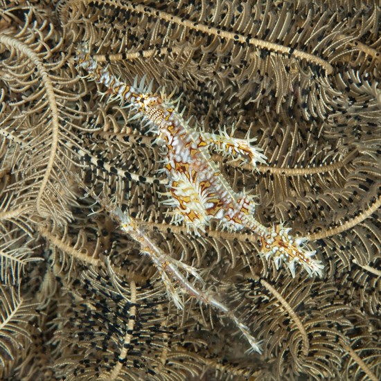 Pair of jewelled ghost pipefish