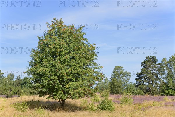 Heathland