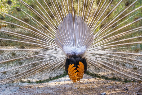 Indian peafowl (Pavo cristatus) doing cartwheels