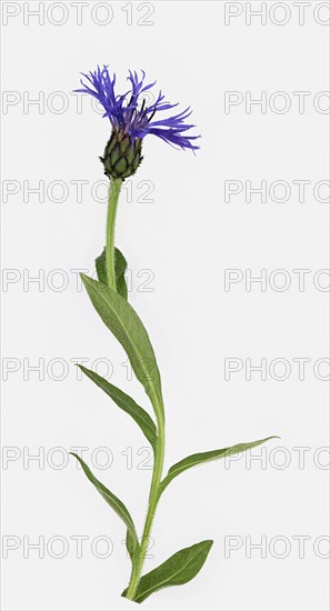 Perennial cornflower (Cyanus montanus)