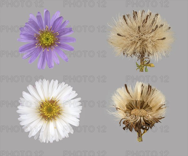 New York aster (Symphyotrichum novi-belgii)