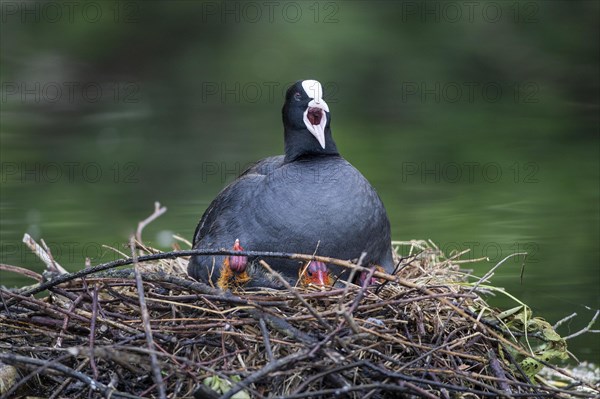 Coot (Fulica atra) hawking chicks