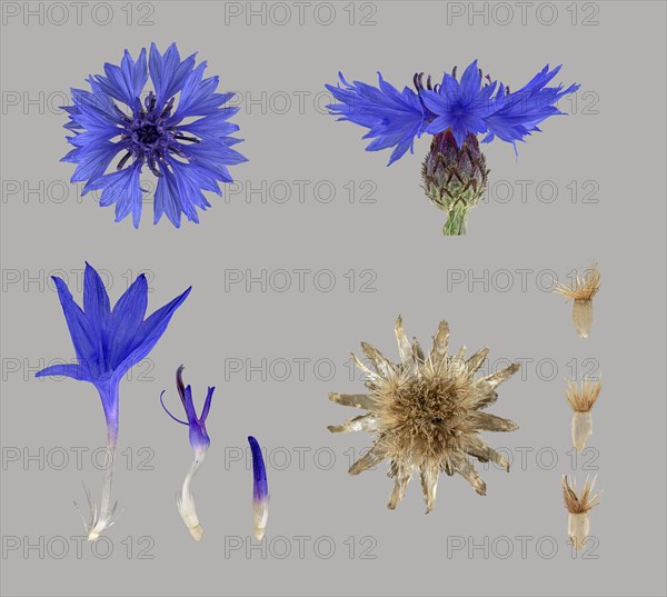 Cornflower (Centaurea cyanus)