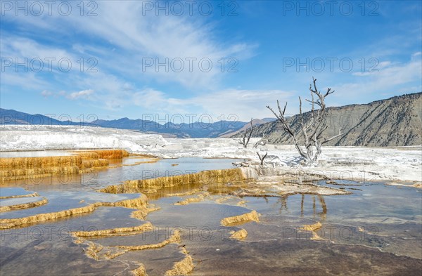 Dead trees on sinter terraces