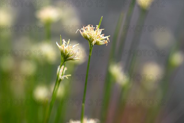 White beak sedge (Rhynchospora alba)