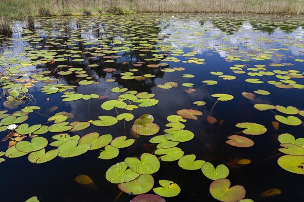 Pond rose leaves