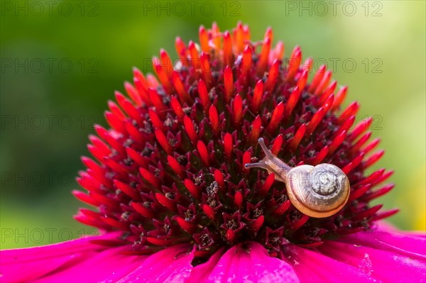 Juvenile gastropod snail on (echinacea) flower