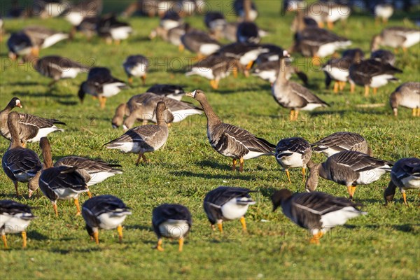 Greater white-fronted geese (Anser albifrons)