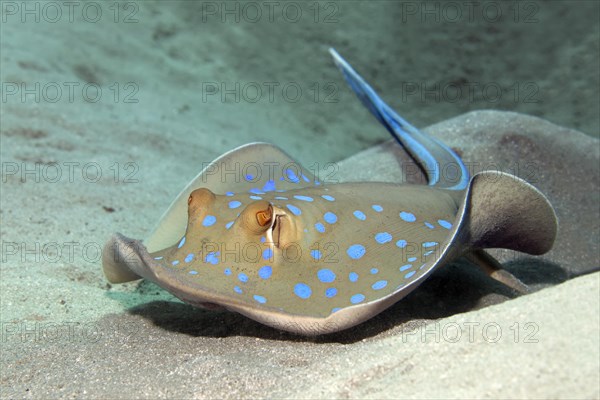 Bluespotted ribbontail ray (Taeniura lymma) swimming over sandy bottom Red Sea