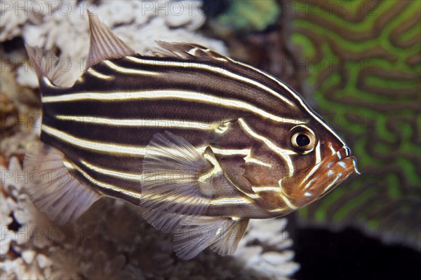 Six-lined soapfish (Grammistes sexlineatus)