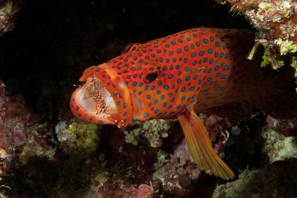 Vermillion seabass (Cephalopholis miniata) has cleaner shrimp (Urocaridella antonbruunii) in wide open mouth