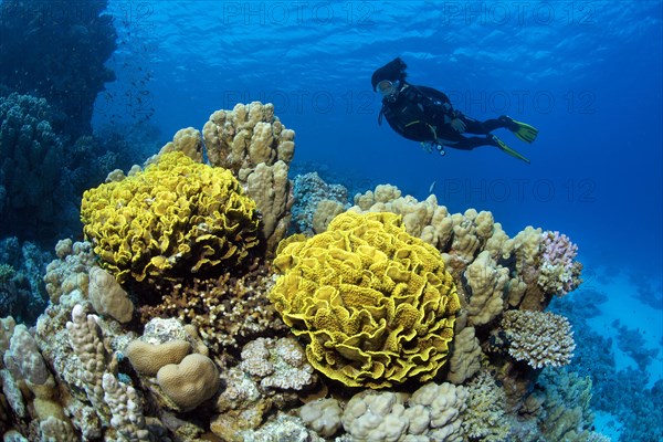 Diver looking at yellow Pagoda coral (Turbinaria mesenterina) in coral reef
