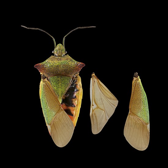 Hawthorn shield bug (Acanthosoma haemorrhoidale)