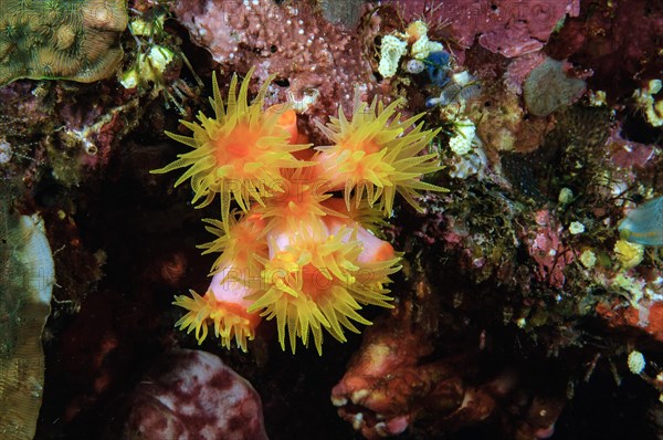 Orange Cup Coral (Tubastraea coccinea)