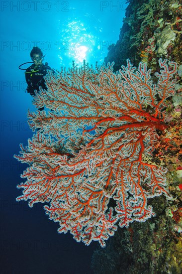 Diver looking at Sea fan (Gorgonacea)