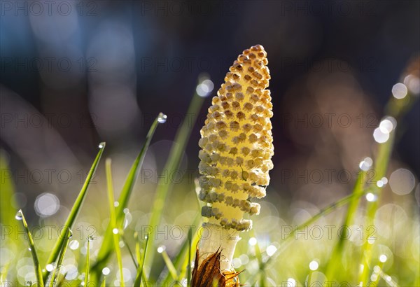 Grass blades with dewdrops and Field horsetail (Equisetum arvense)