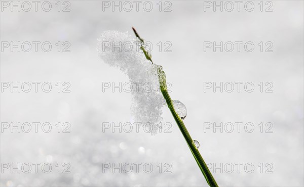 Iced blade of grass protruding from a snow cover