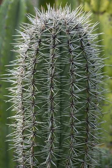 Mexican giant cardon (Pachycereus pringlei)