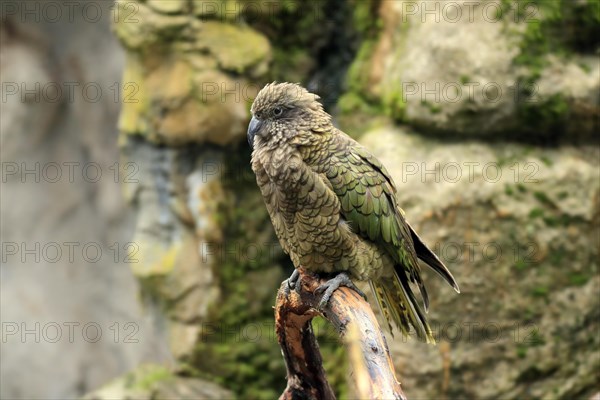 Kea (Nestor notabilis)