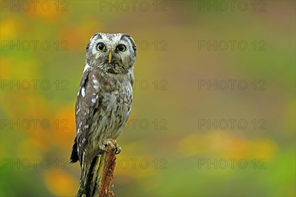 Tengmalm's owl (Aegolius funereus)