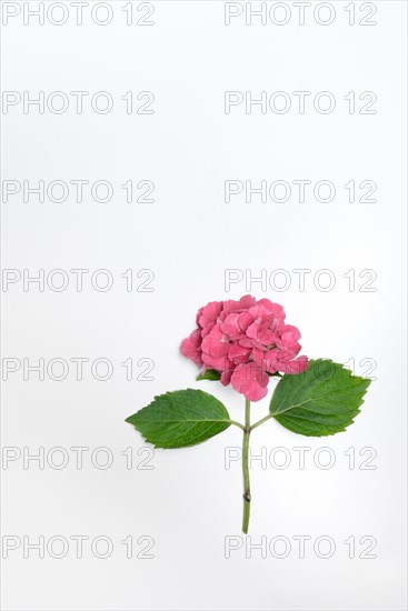 Flower of a Bigleaf Hydrangea (Hydrangea macrophylla)