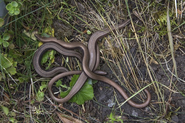 Slow worm (Anguis fragilis) Meeting of several specimens on a grassy slope