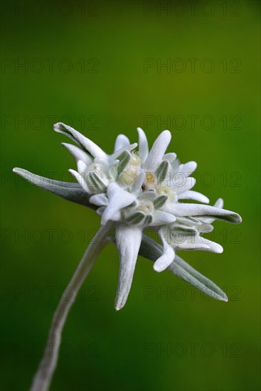 Edelweiss