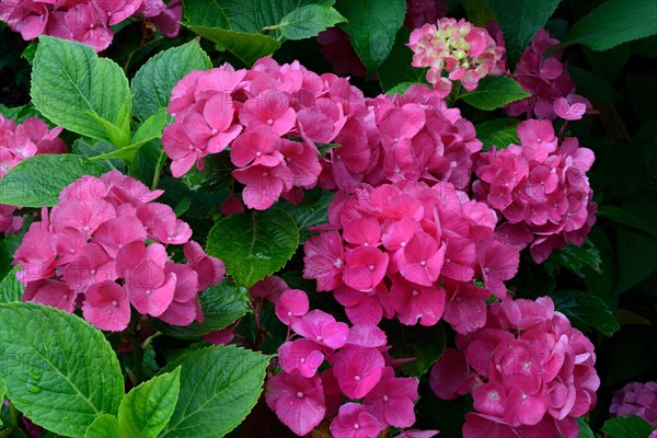 Bigleaf Hydrangea (Hydrangea macrophylla)