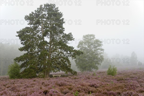 Heathland