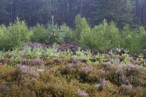 Heathland