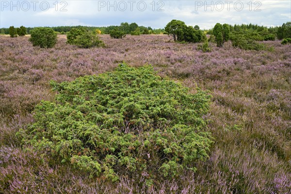 Heathland