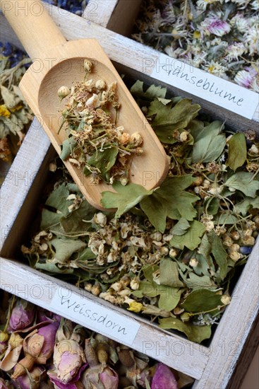 Various dried plants in wooden box with wooden shovel
