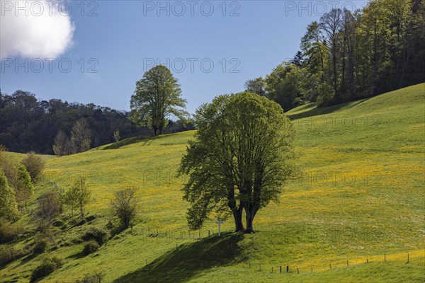 Two twin trees