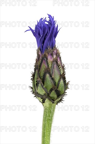 Perennial cornflower (Cyanus montanus)