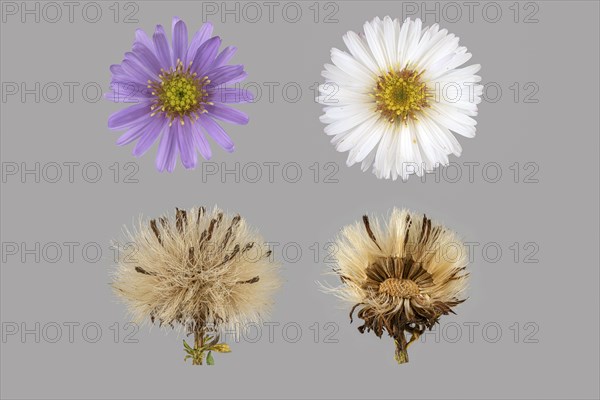 New York aster (Symphyotrichum novi-belgii)